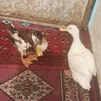 ارک|حیوانات مزرعه|اهواز, کمپلو جنوبی|دیوار