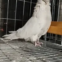 نر نوک قناری فروشی|پرنده|شهریار, رزکان|دیوار