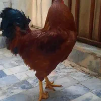 خروس چل تاج|حیوانات مزرعه|مشهد, یاس|دیوار