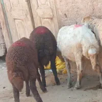 بره سه عدد قرمزا ماده سفید چشم قرمز نر پنج ماهه|حیوانات مزرعه|تبریز, |دیوار
