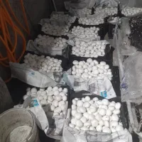 ««مشاوره تخصصی پرورش قارچ»»