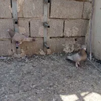 فروش کفتر|پرنده|شیراز, شهرک گلها|دیوار