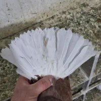 کبوتر قوردی آغ قویروخ