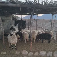 بره نروماده|حیوانات مزرعه|بافت, |دیوار