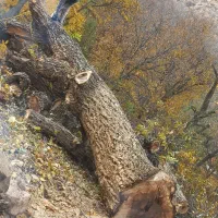 خرید انواع چوب