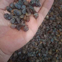 کشمش آفتابی اعلا