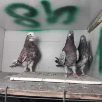 کبوترهماوسرور نر