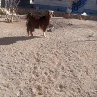 بره و بزغاله نر سربیشه