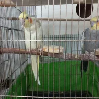 جفت عروس هلندی|پرنده|اصفهان, هفتون|دیوار
