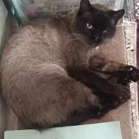 گربه سیامی نر تایلندی|گربه|سبزوار, توحیدشهر|دیوار