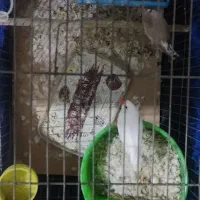 فنچ مولد با تخم