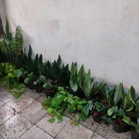 فروش ویژه گل طبیعی بمناسبت یلدا