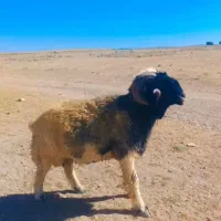 قوچ