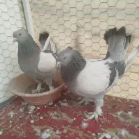 کبوتر ترکیه کبوتر کله ای و قفس