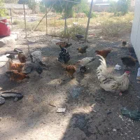 مرغ و خروس