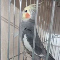 عروس نر