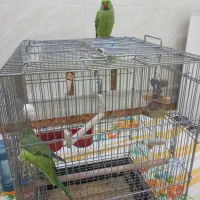 راهب و طوطی ملنگو...|پرنده|میبد, |دیوار