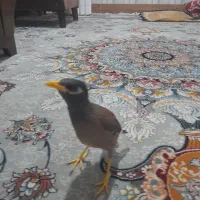 مینا دستی