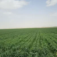 استخدام خاندار و خدمات برای هتل