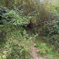 زمین باغی ونداده