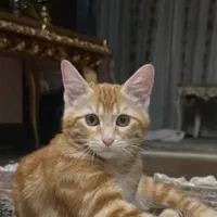 واگذاری دو عدد گربه نر و ماده ۵ ماهه واکسینه شده