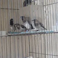 بنگالی،فنچ پرستار جفت واقعی|پرنده|تهران, شارق|دیوار
