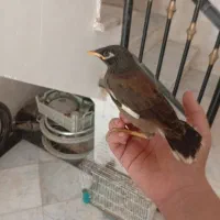 مرغ مینا