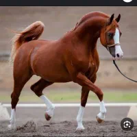 با سلام کره مادیان ۲ ساله