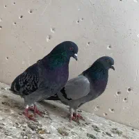 کبوتر پرشی و اصفهانی|پرنده|اصفهان, ارداجی|دیوار