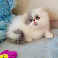 بچه گربه پرشین اسکاتیش بریتیش irancats|گربه|رشت, انصاری|دیوار