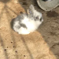 بچه خرگوش فلت|موش و خرگوش|قائم‌شهر, |دیوار