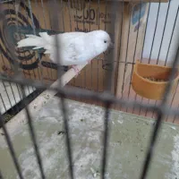 قناری وایت فاکتور  نر