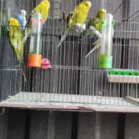 مرغ عشق مولد|پرنده|فردیس, سرحد آباد|دیوار