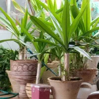 باغ کم درخت پسته