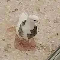 لباس نو نو کبوتر