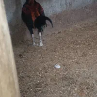 خروس لاری|حیوانات مزرعه|مشهد, وکیل‌آباد|دیوار