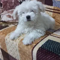 فروش  فوری  تیدی پسر ۵ماهه