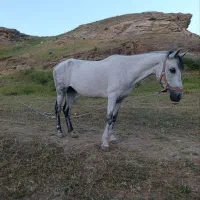 اسب|اسب و تجهیزات اسبسواری|بجنورد, |دیوار