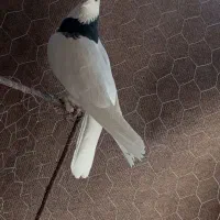 کبوتر|پرنده|رفسنجان, |دیوار