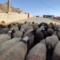 گوسفند وبره داشتی جوان|حیوانات مزرعه|کرمانشاه, |دیوار