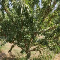 فروش انواع نهال اصلاح شده پیوندی|خدمات باغبانی و درختکاری|خسروشاه, |دیوار