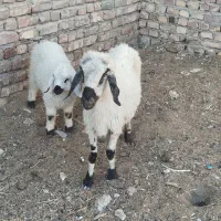 گوسفند|حیوانات مزرعه|زابل, |دیوار