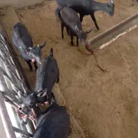 بزغاله مورسیا|حیوانات مزرعه|اصفهان, ارداجی|دیوار