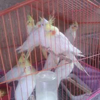 عروس لوتینو|پرنده|شیراز, کوشک میدان|دیوار