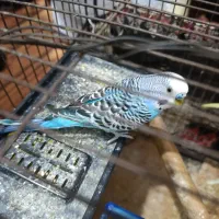 مرغ عشق انگلیسی|پرنده|کبودرآهنگ, |دیوار