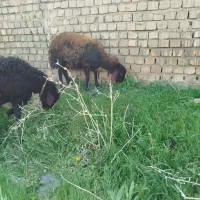 بره ماده جنس دار