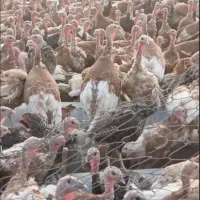 بوقلمون دونه ای ۱۸۰۰ومرغ محلی از ۳۰۰ گرفته تا ۵۰۰|حیوانات مزرعه|نقده, |دیوار
