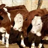 گلچین گوساله های گرگان هرتعداد خاستین درخدمتم