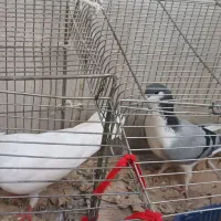 کبوتر بدرنگ|پرنده|اصفهان, خیادان|دیوار