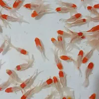 فروش انواع ماهی قرمز شب عید و ماهی گوشتی